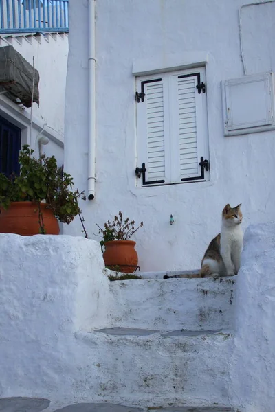 Lindo Gato Ciudad Blanca — Foto de Stock