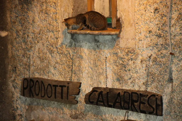 Cat in travel bug in Italian town