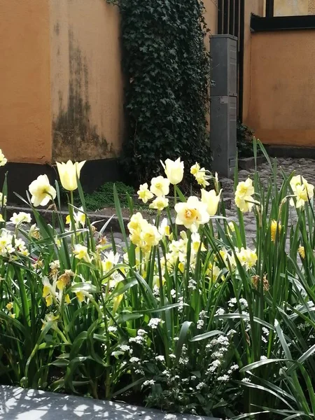 Sunny flowers in the garden