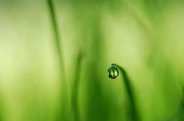 Gota de rocío en el fondo de la col — Foto de Stock