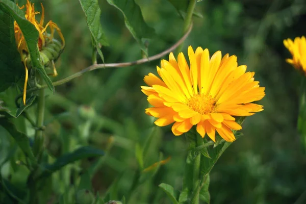 黄色のマリーゴールドの花 — ストック写真