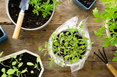 Ahşap bir arka planda saksıda farklı fideler.