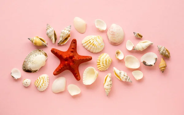 ピンクの背景にヒトデと貝殻の平らなレイアウト — ストック写真