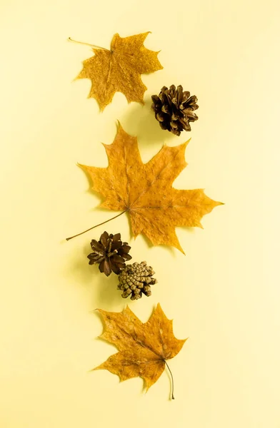 Dried Maple Leaves Pine Cones Light Yellow Background — Stock Photo, Image