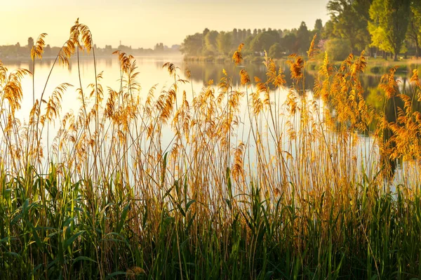 Salida del sol en Alte Donau — Foto de Stock