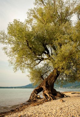 Lake Bodensee sahilinde willow