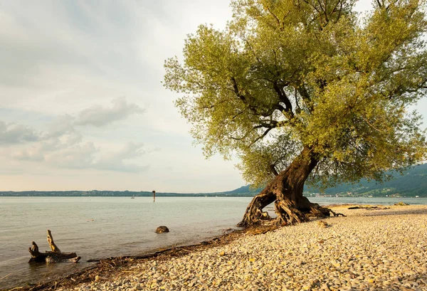 Willow di tepi danau Bodensee — Stok Foto