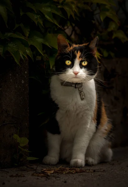 Adorable cat portrait — Stock Photo, Image