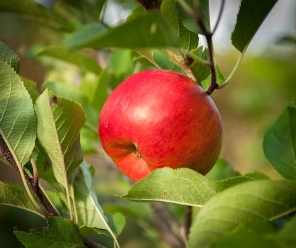 Manzana roja madura en un árbol — Foto de Stock