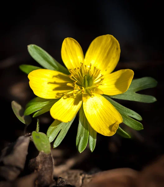 在春天的 Eranthis hyemalis — 图库照片