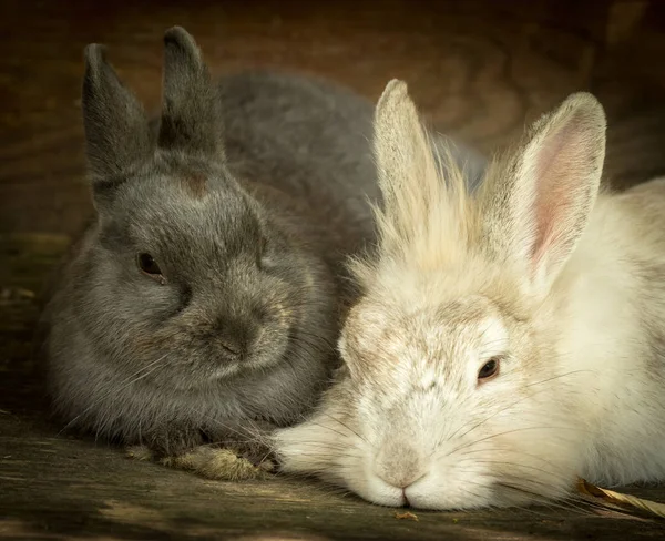 Dois jovens coelhos carinhosos — Fotografia de Stock