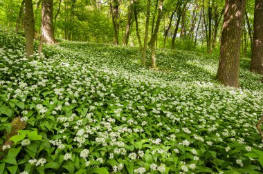 Bir ormandaki yabani sarımsak