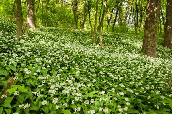 Bir ormandaki yabani sarımsak