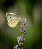 Kis káposztát fehér pillangó