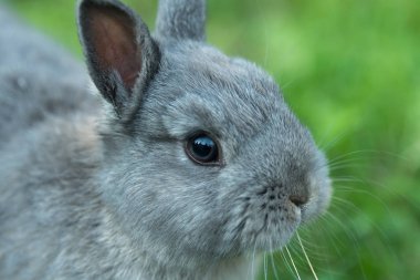 Genç bir tavşan portresi