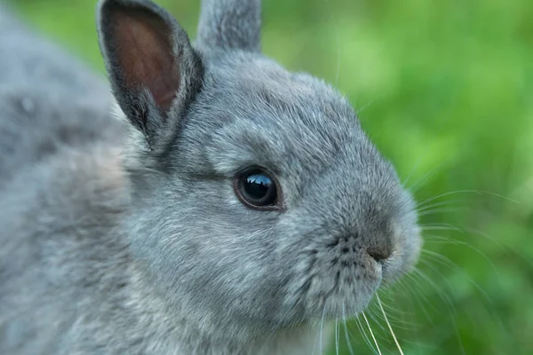 Genç bir tavşan portresi