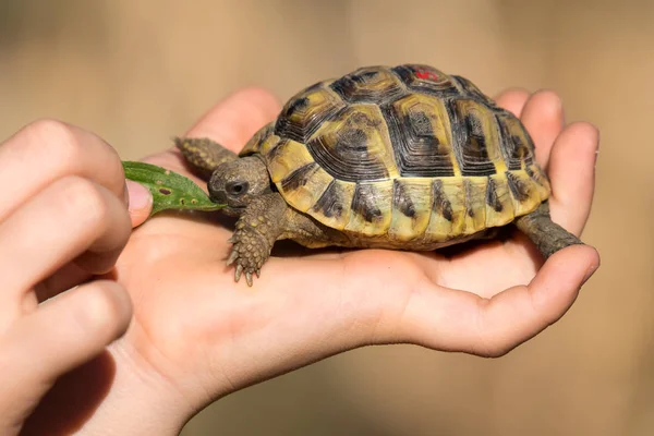 Young tortoise eating in hand — Stock Photo, Image