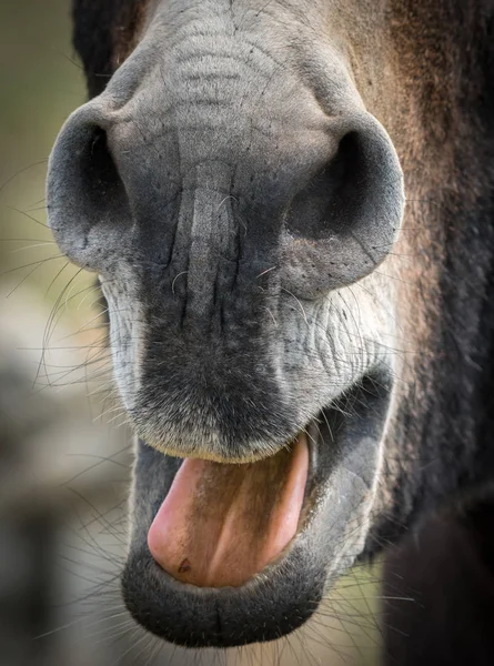 Close-up da boca de um burro — Fotografia de Stock