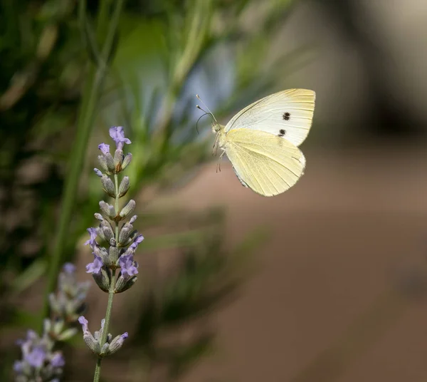 Kleiner Kohlweißschmetterling — Stockfoto