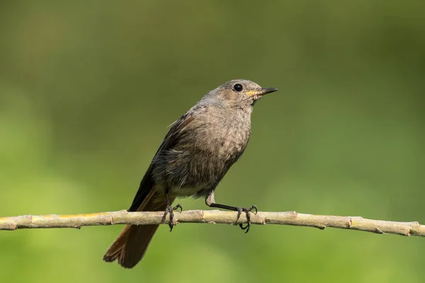 Roodstaart zittend op een tak — Stockfoto