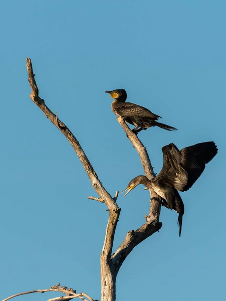 Dois corvos-marinhos juvenis em uma árvore — Fotografia de Stock