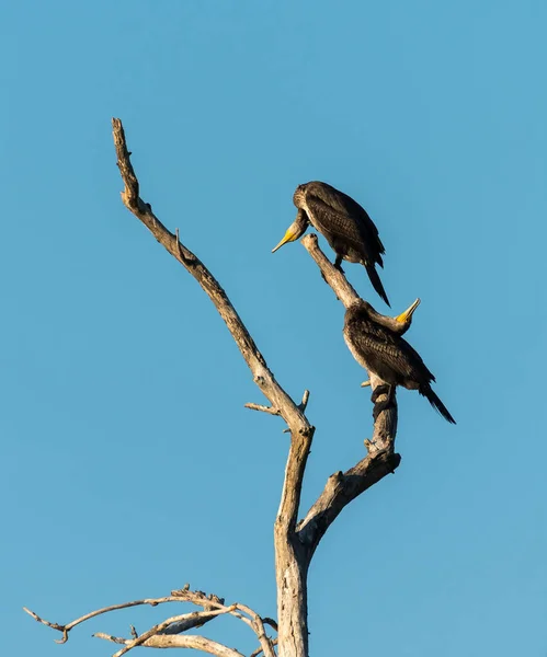 Twee jonge aalscholvers op een boom — Stockfoto