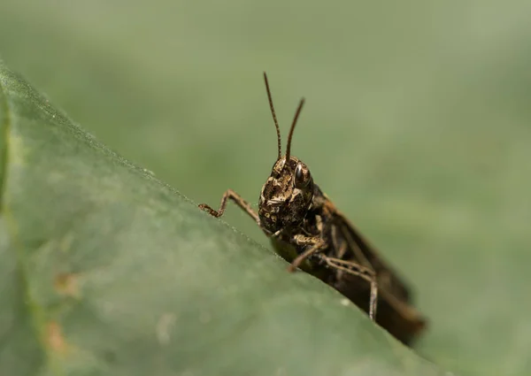 Grasshopper sentado en una hoja grande — Foto de Stock