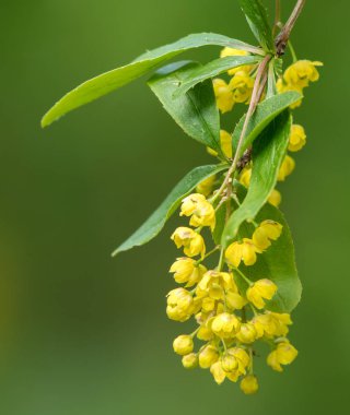 Berberis vulgaris çiçekleri closeup