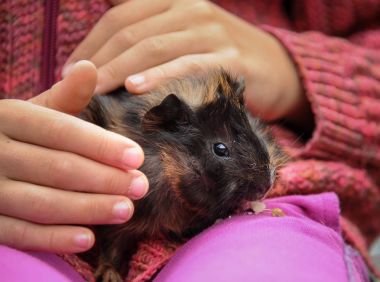 Bir çocuğun elinde genç eskiden şiling şimdi domuz