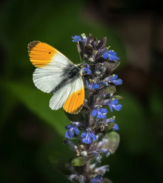 Zbliżenie Wskazówka pomarańczowy motyl na Dąbrówka rozłogowa — Zdjęcie stockowe