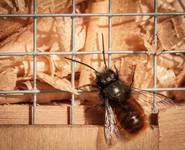 Osmia vägg biet sitter på häckande stöd — Stockfoto