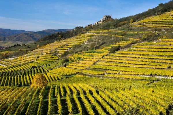 Coloured Vineyards near Duernstein in Autumn — Stock Photo, Image