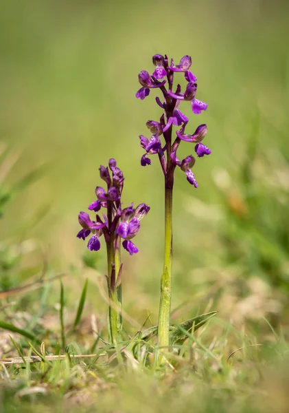 Closeup of a wild orchid in a meadow Stock Image
