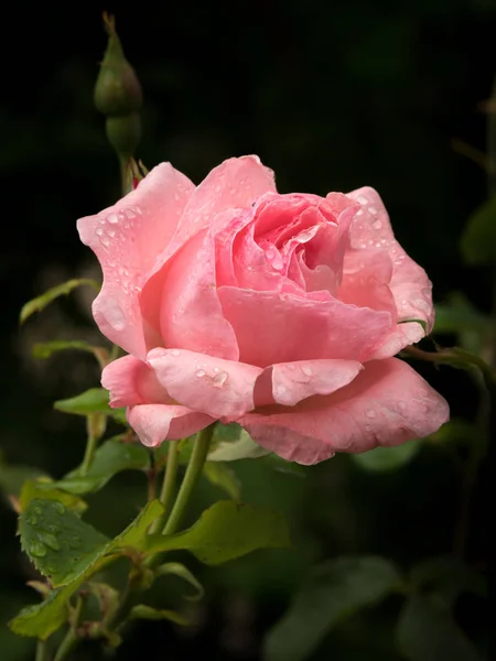 Flor de rosa con gotas de agua — Foto de Stock