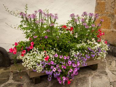 Tahta Çiçekler sandık içinde çeşitli çiçekler