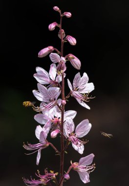 Diptam çiçekleri etrafında uçan böcekler ile