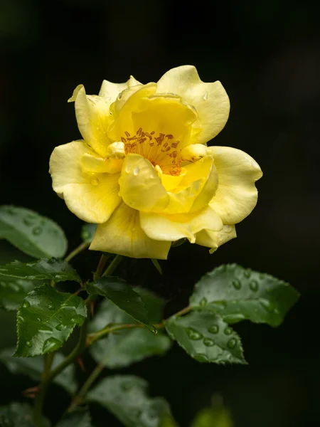Flor de rosa amarilla con gotas de agua — Foto de Stock