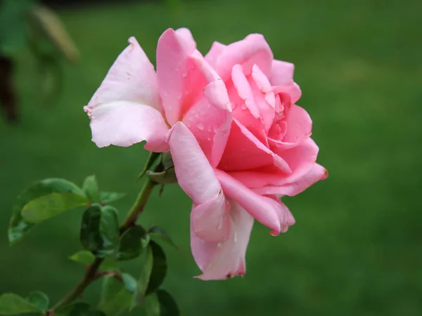 Flor de rosa con gotas de agua — Foto de Stock