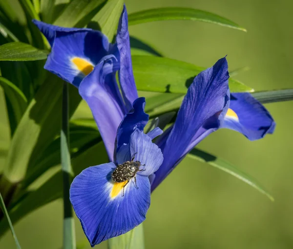 Цвітіння Блакитна райдужної оболонки з Жук — стокове фото
