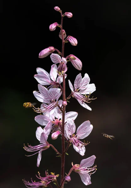 Diptam çiçekleri etrafında uçan böcekler ile