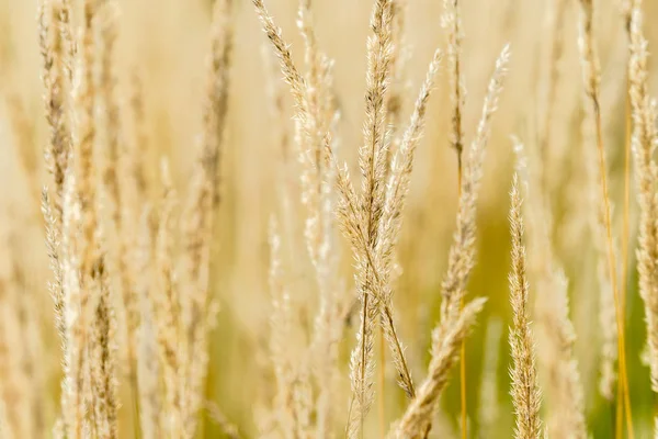 Sonbahar bir çayır kuru ot çiçekleri