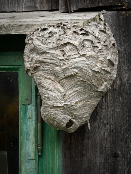 Großes Wespennest an einer Holzwand neben einem Fenster — Stockfoto