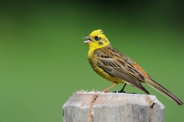 Bir yazı üzerine oturan ve şarkı yellowhammer