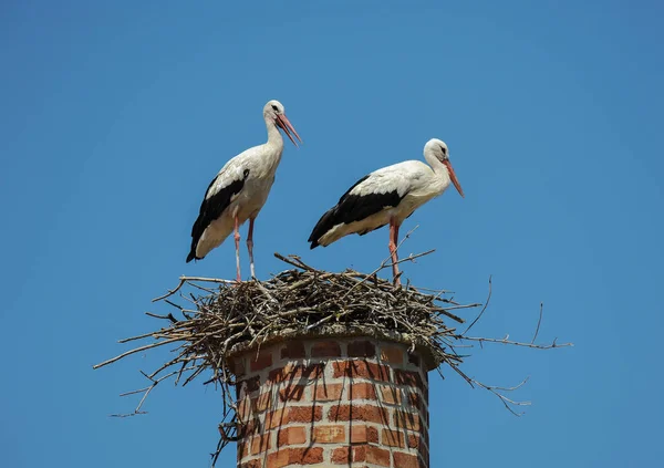 굴뚝 위에 둥지에 2 개의 백색 황새 — 스톡 사진