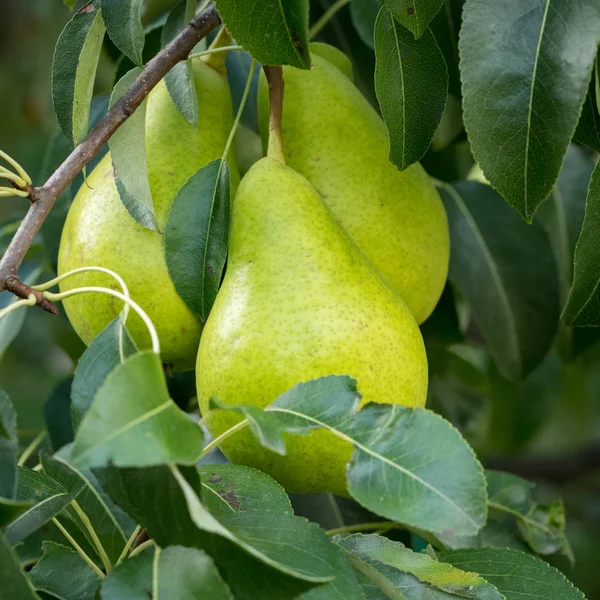 Peras verdes maduras colgadas de un árbol — Foto de Stock