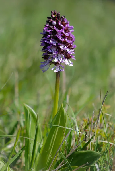 Orquídea púrpura salvaje en un prado verde — Foto de Stock