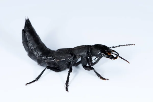 Devil's coach horse beetle on a white underground — Stock Photo, Image