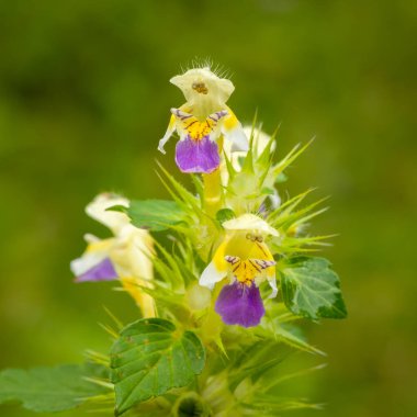 Galeopsis speciosa çiçekleri closeup