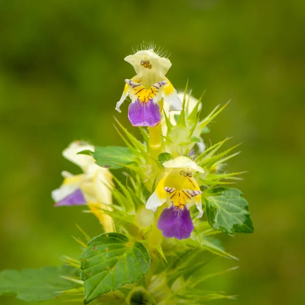 Galeopsis speciosa çiçekleri closeup