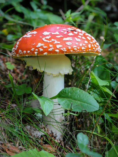 Agaric duran bir orman yere uçmak